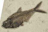 Multiple Fossil Fish (Priscacara & Diplomystus) Plate - Wyoming #275196-1